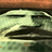 Common_House_Plant