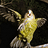 kakapo2k